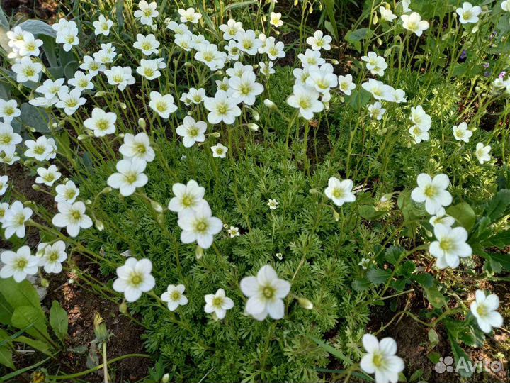 Весенние многолетники