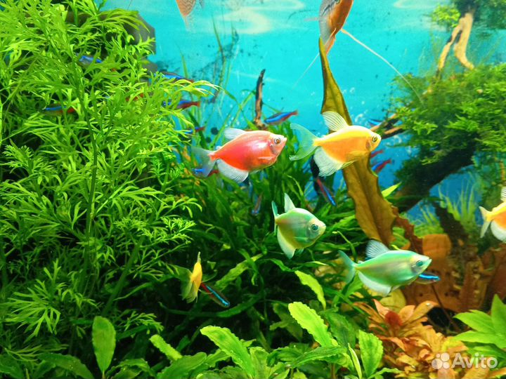 Тернеции гло