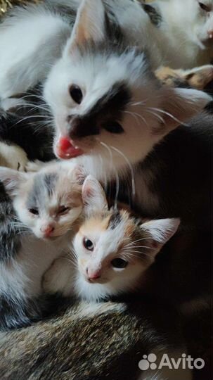 Котята в добрые руки