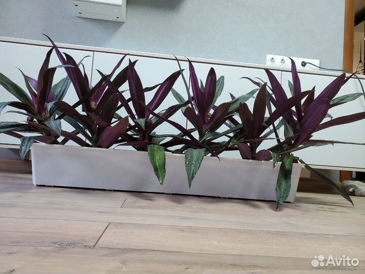 Традесканция рео