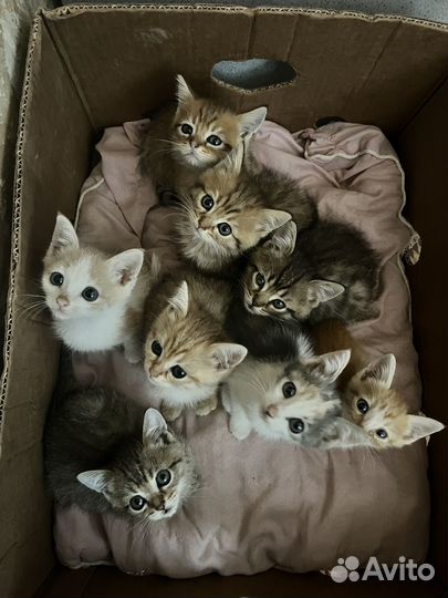 Котята в добрые руки