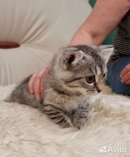 Продаю котенка