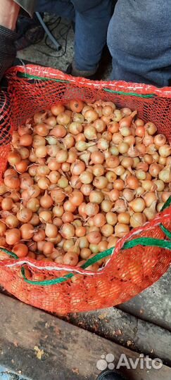 Лук севок на головку