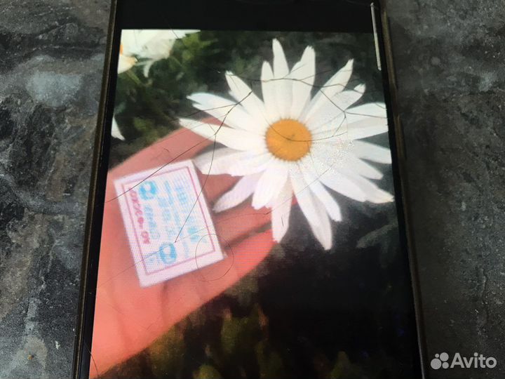 Ромашка садовая