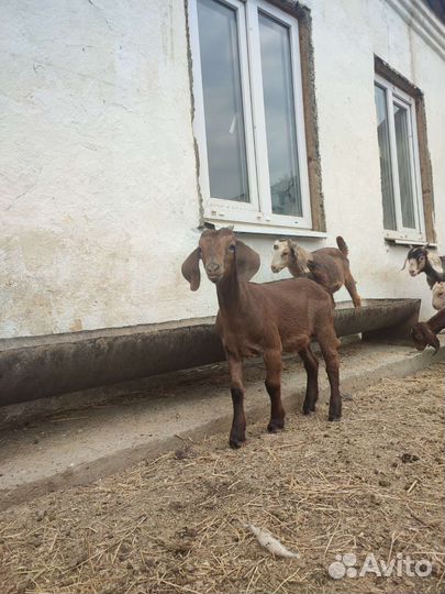 Калахар-ред козы