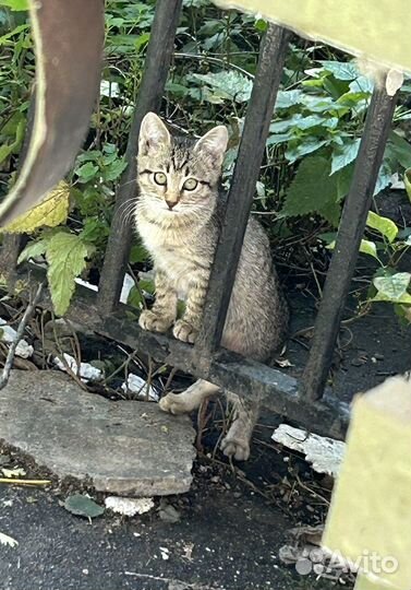 Малыши нуждаются в доме