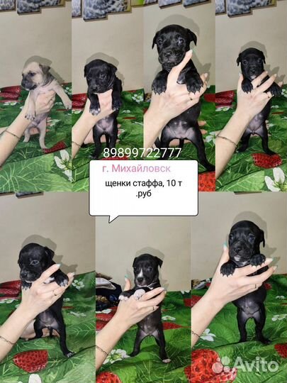 Щенки стаффа