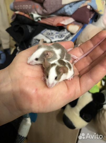 Декоративные мыши