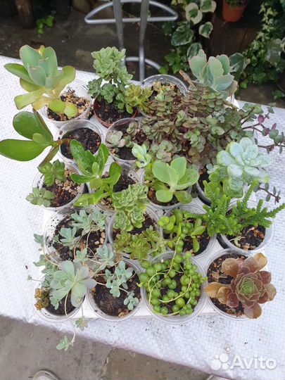Суккуленты набор флорариум минисадик цветы