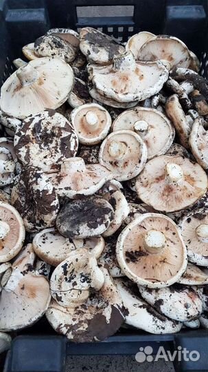 Грузди грибочки супер