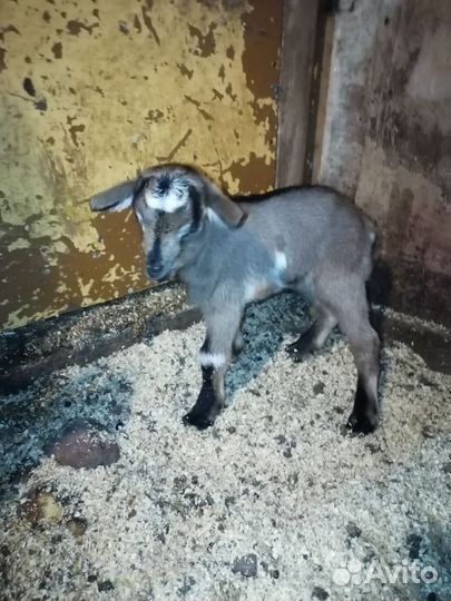 Чешские козлята