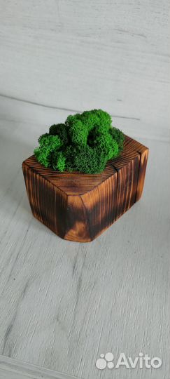Кашпо со стабилизированным мхом