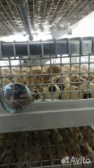 Инкубатор автоматический на 200 куриных яиц