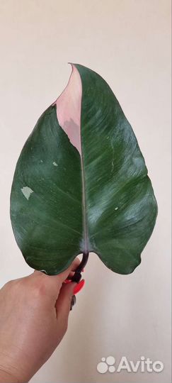 Филодендрон пинк принцесс