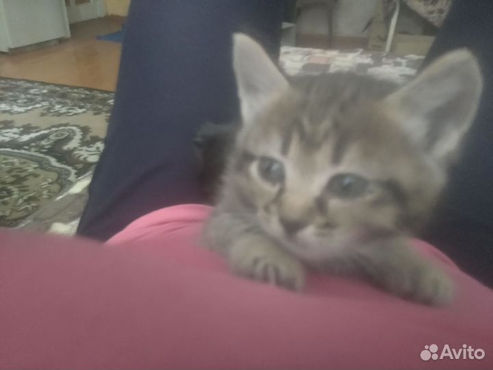 Кошка