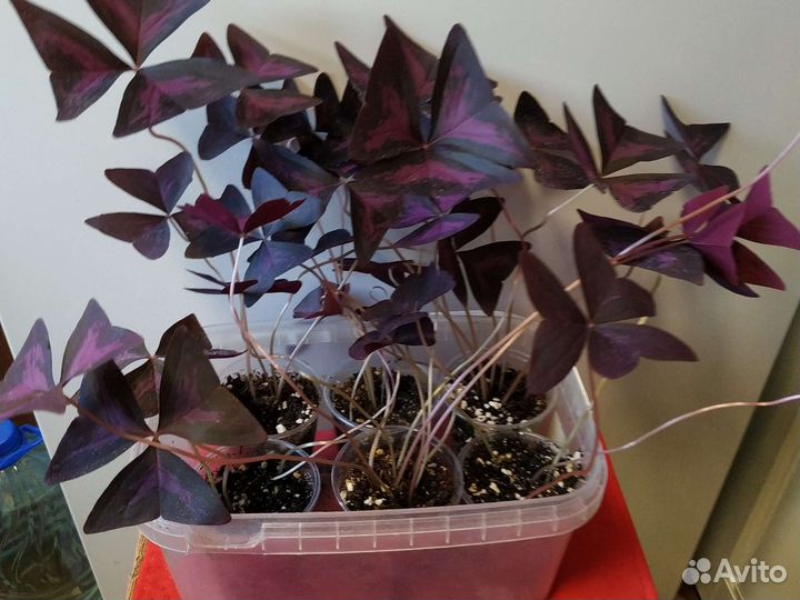 Комнатные цветы кислица