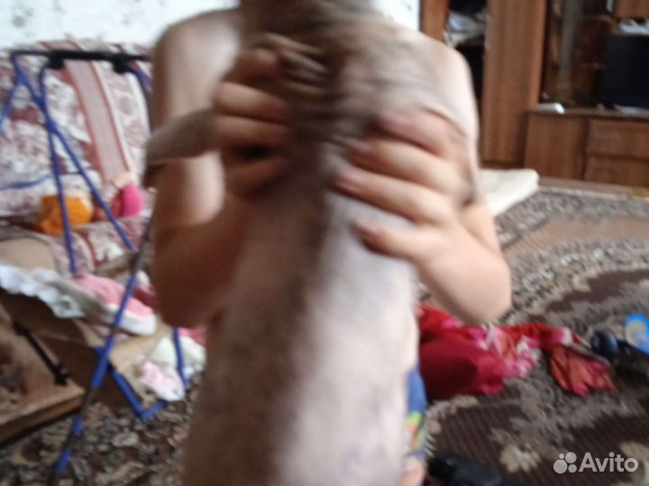 Кошечка и котенок сфинкс