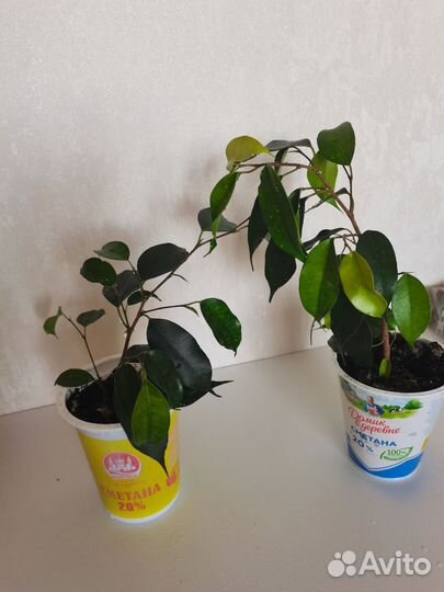 Фикус бенджамина