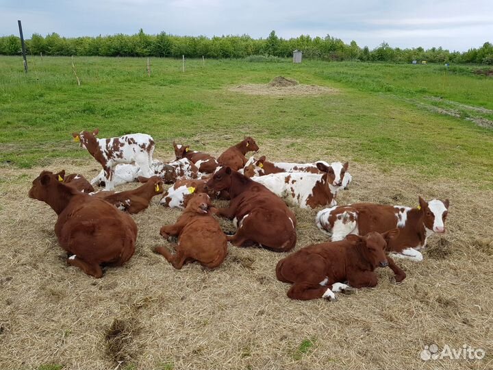 Молоко и продукция от Айрширских коров - доставка