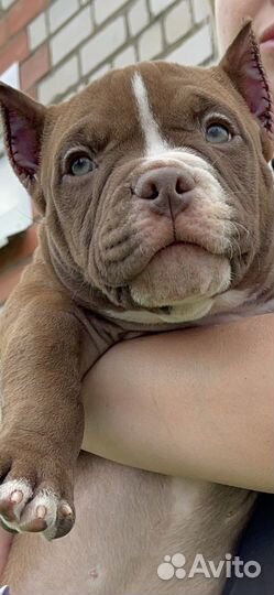 Американский булли микро