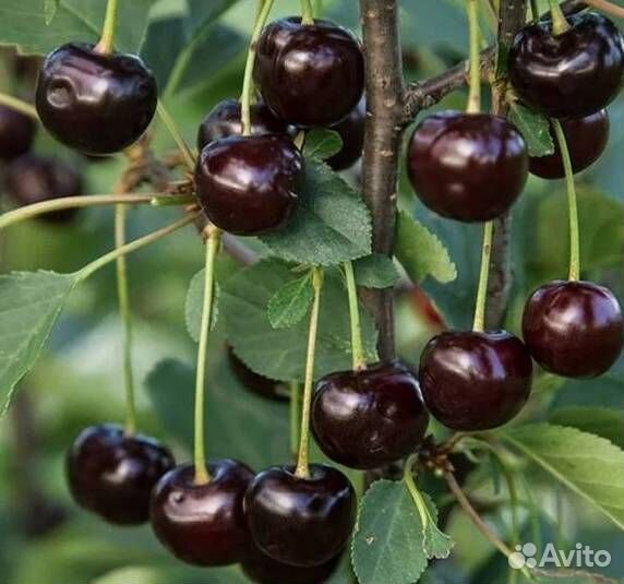 Саженцы вишни Шоколадница