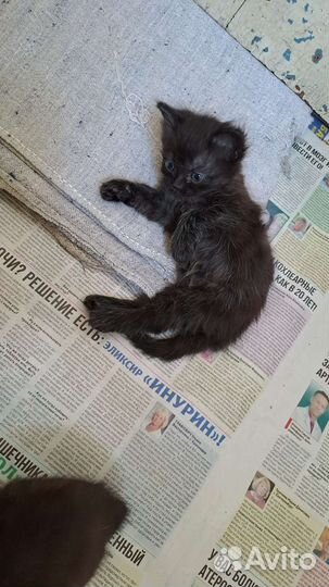 Отдаём котят в добрые ручки