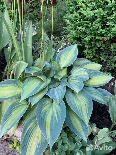 Садовые растения многолетние