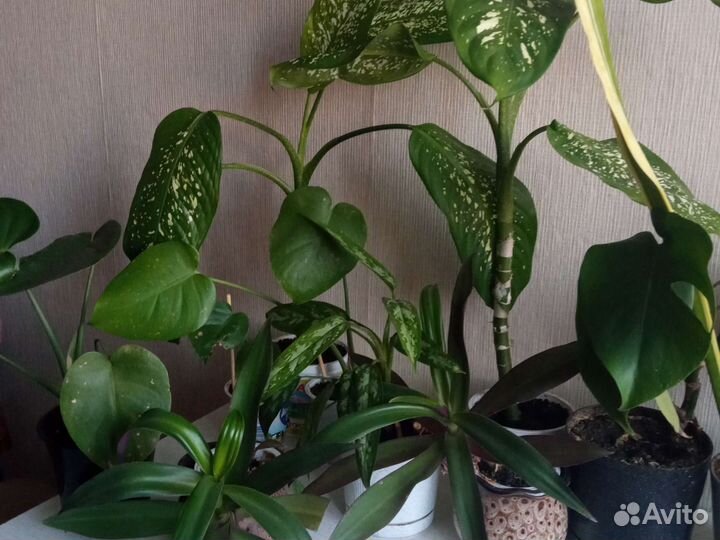 Комнатные цветы. Монстера, маранта и др