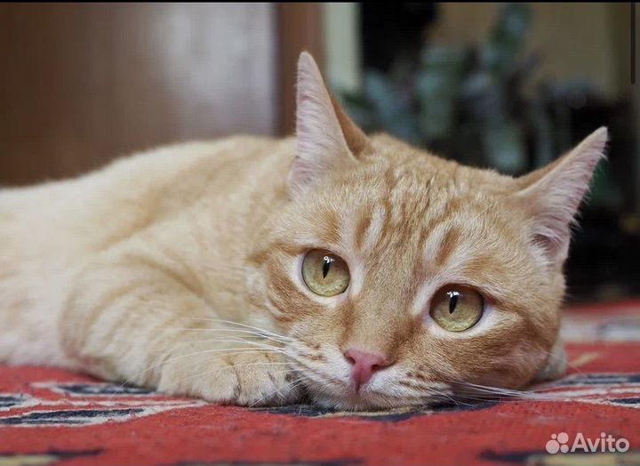 Рыжик. Солнечный котик в дар