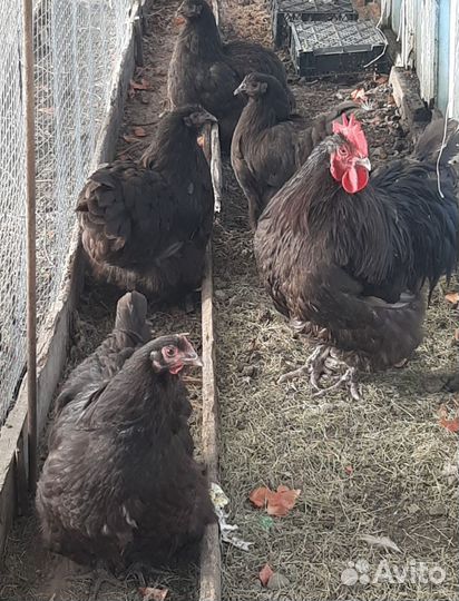 Инкубационное яйцо