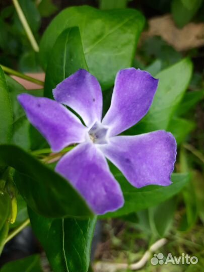 Растения для сада