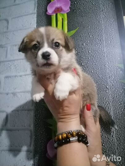 Вельш-корги пемброк девочка