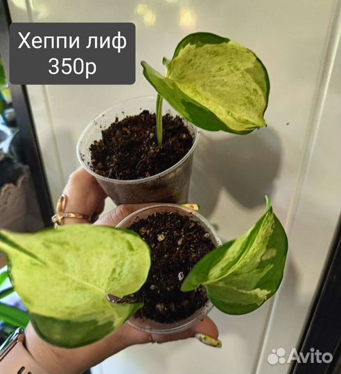 Эпипремнумы,Замиокулькас, Пандаус