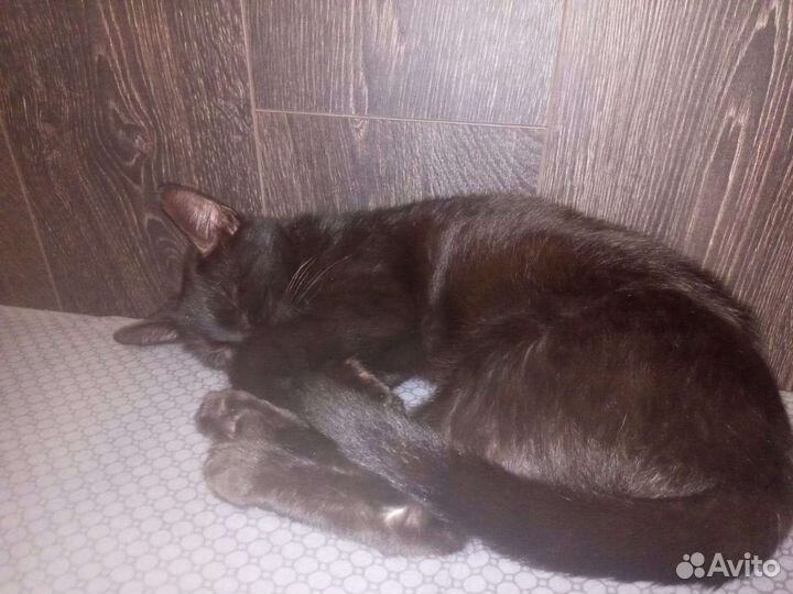 Кот в добрые руки