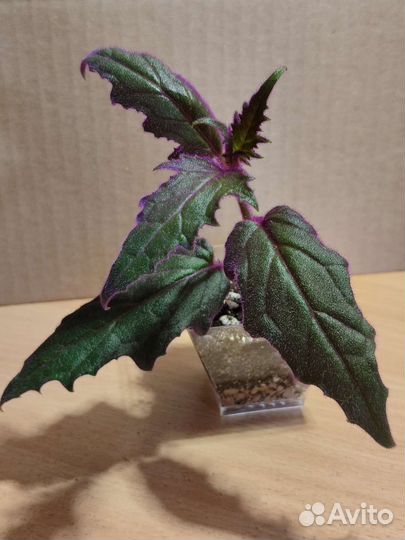 Гинура оранжевая (Gynura aurantiaca)