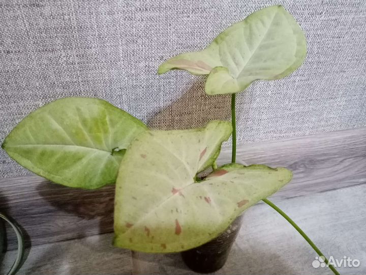 Монстера Манки