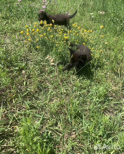 Отдам в добрые руки