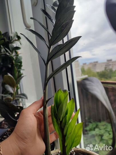 Замиокулькас черный равен