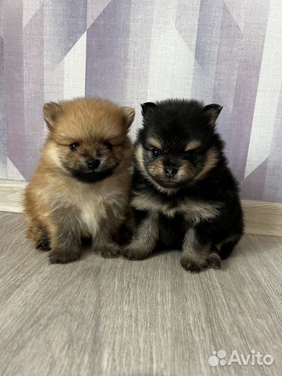 Миниатюрный Шпиц