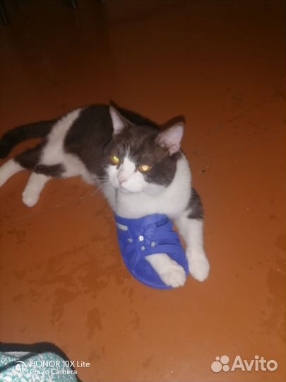 Британские котята