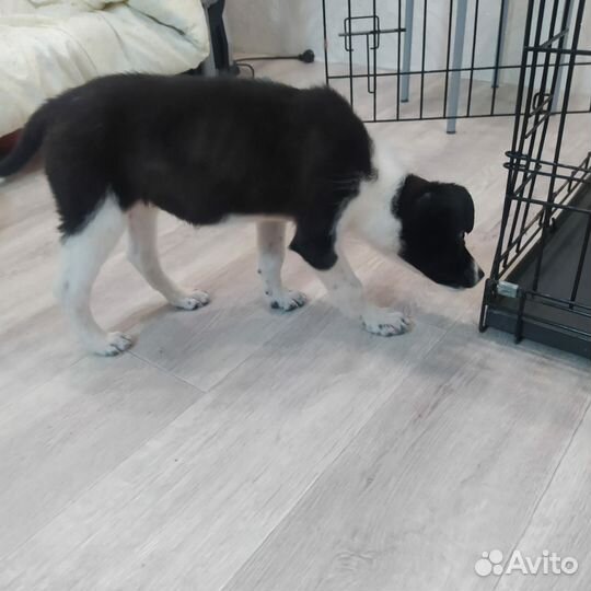 Щенок девочка 4 месяца