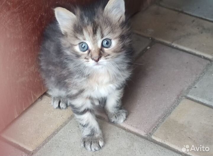 Милые котята