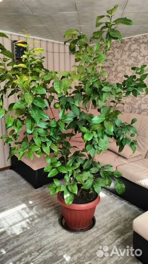 Лимонное дерево