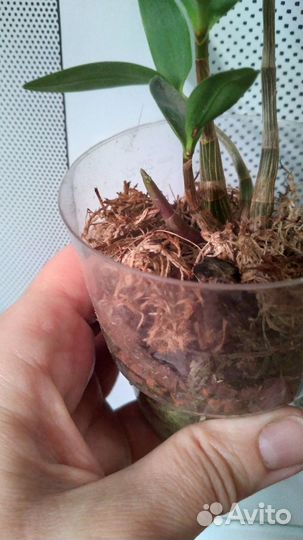 Дендробиум Кинга