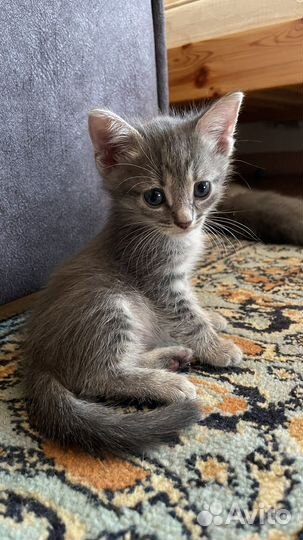 Котенок, котята