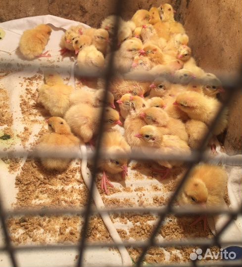 Перепела породы Техас, Феникс