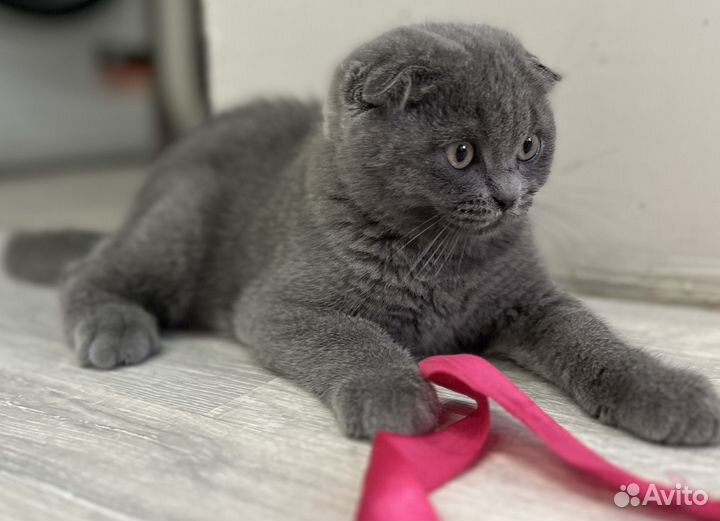 Шотландские котята