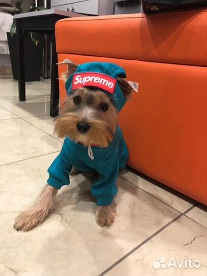 Груминг салон. Стрижка и уход для собак и кошек