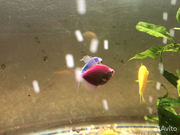 Рыбки Глофиш