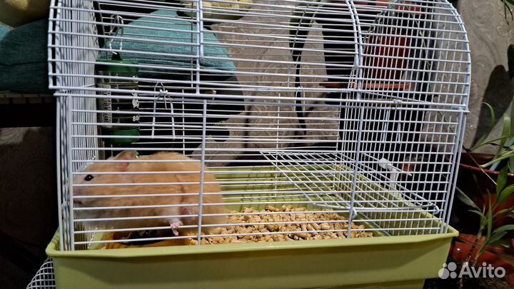 Клетка для сирийского хомяка